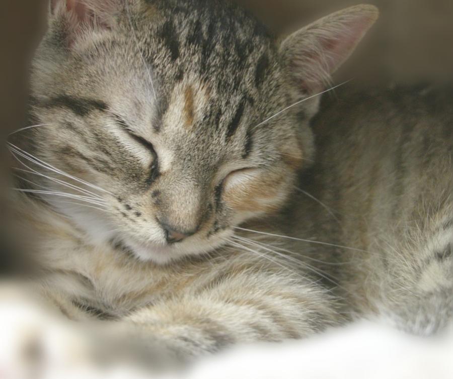Sleepy Cat Photograph by The Art Of Marilyn Ridoutt-Greene