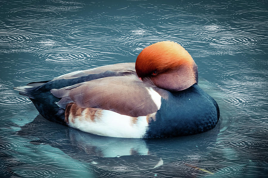 Sleepy Duck Photograph by Angela Carrion Photography