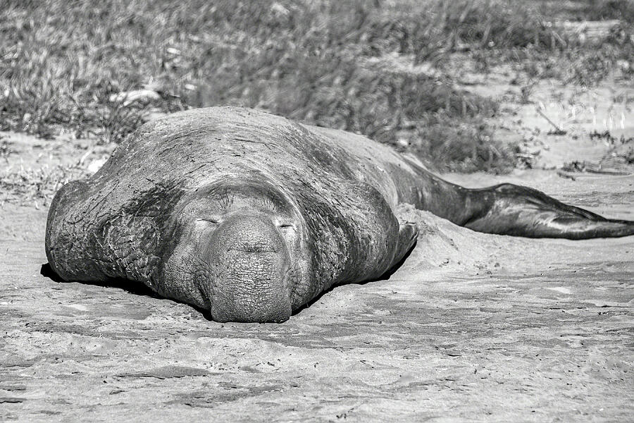Sleepy Elephant Seal Photograph by William Havle