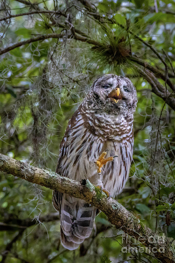 Sleepy Eyed Owl Photograph by Tom Claud