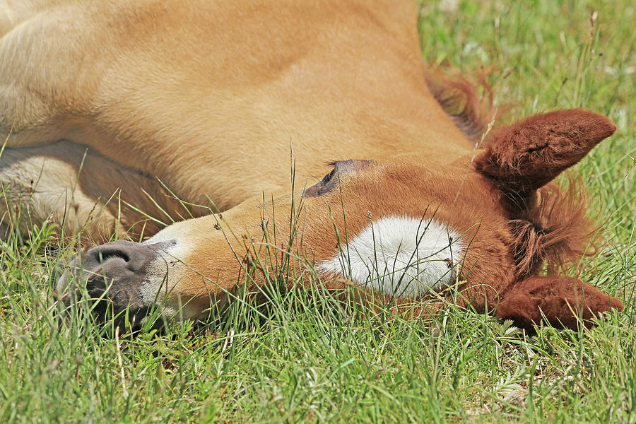 Sleepy Foal Laying in Green Grass Photograph by Jennie Marie Schell