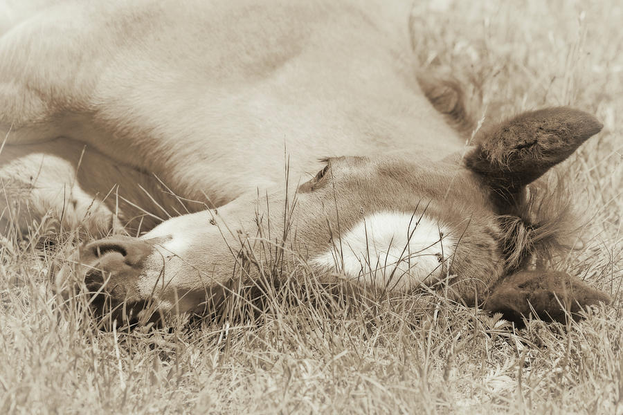 Sleepy Foal Laying in Grass Soft Brown Photograph by Jennie Marie Schell