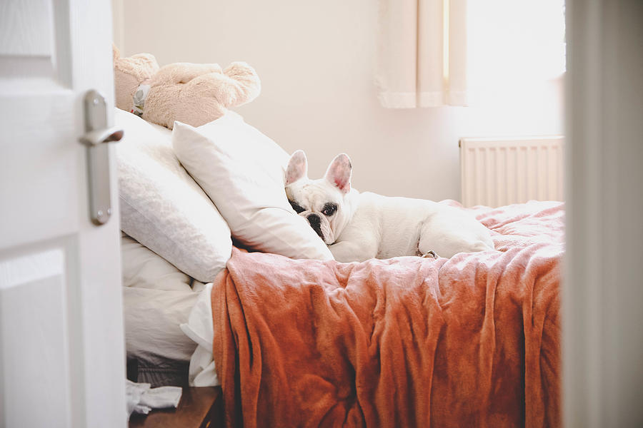 Sleepy French Bulldog on a cozy bed in a bedroom, seeing through bedroom door Photograph by Gollykim