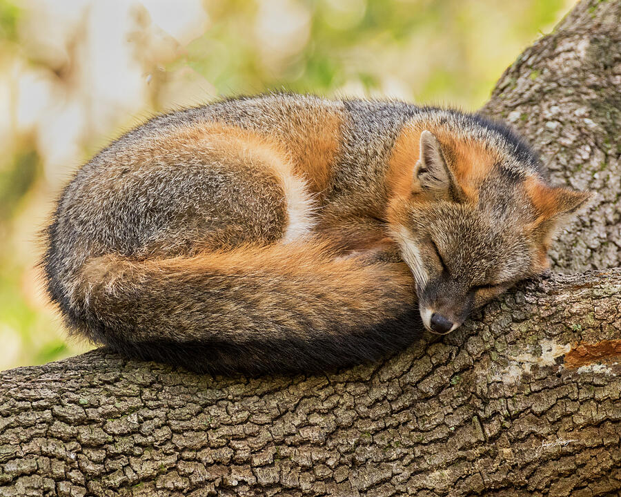 Nature Photograph - Sleepy Gray Fox by Jurgen Lorenzen