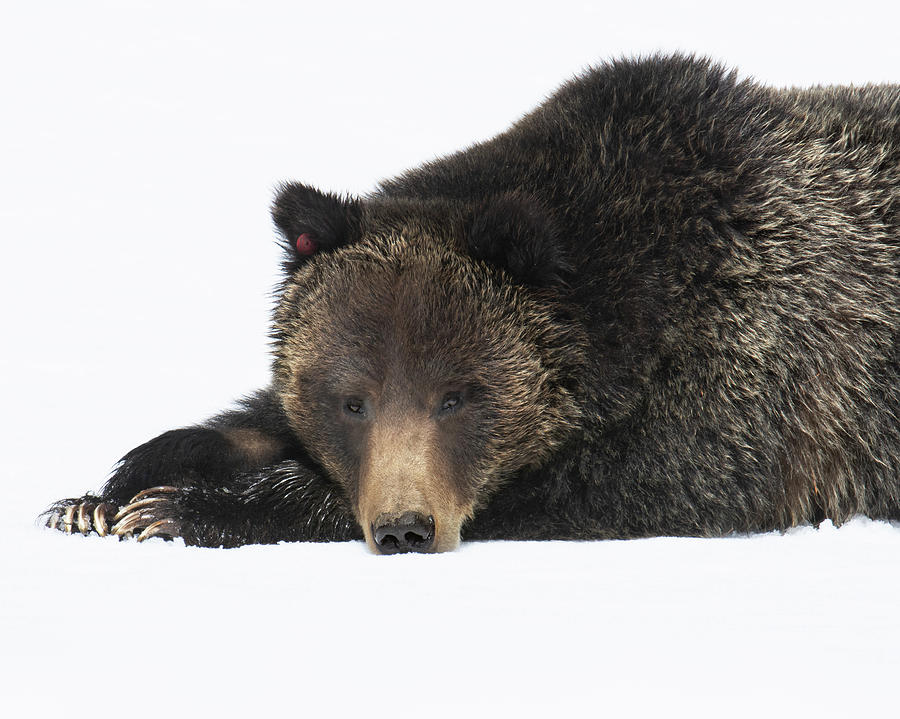 Winter Photograph - Sleepy Grizzly by Ashley Noble