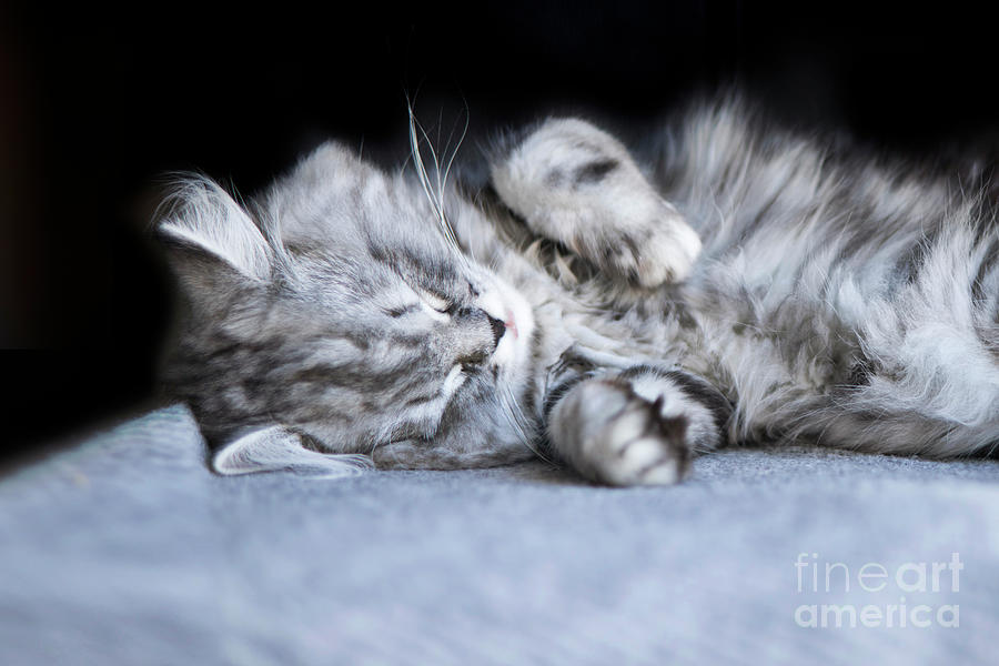 Sleepy Head Kitten Photograph by Terri Waters