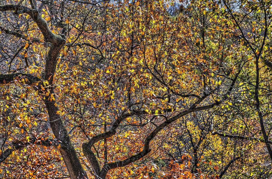 Sleepy Hollow Autumn Colours Photograph