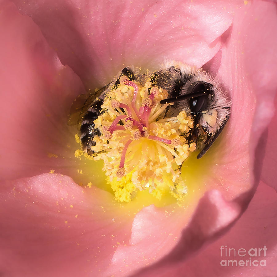 Sleepy Honeybee Photograph by Lisa Manifold