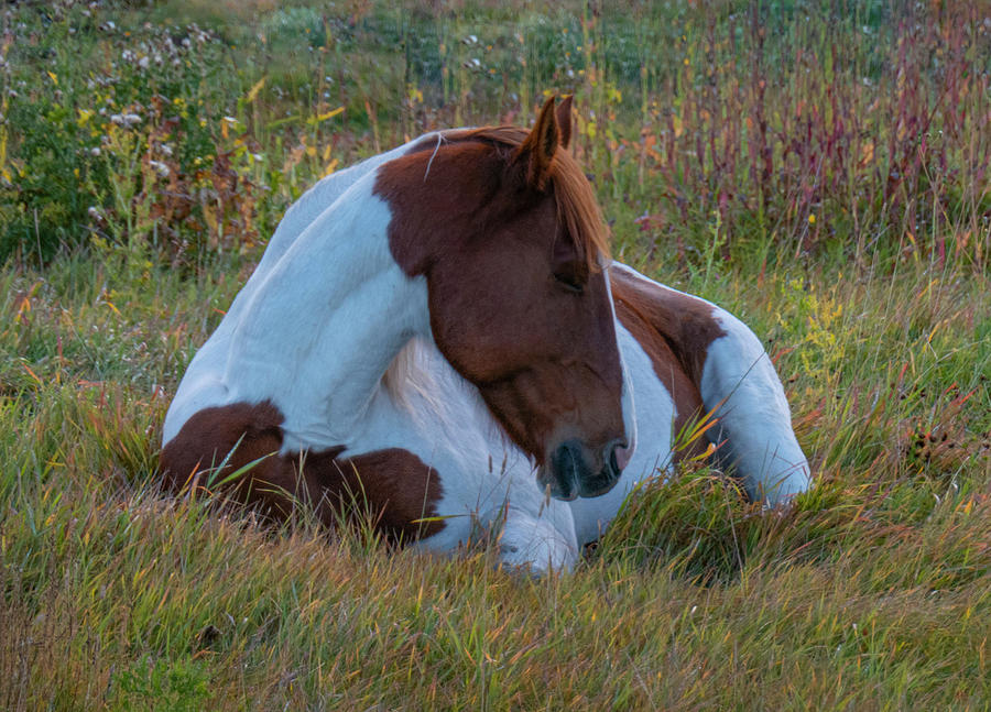 Horse Photograph - Sleepy Horse by Phil And Karen Rispin
