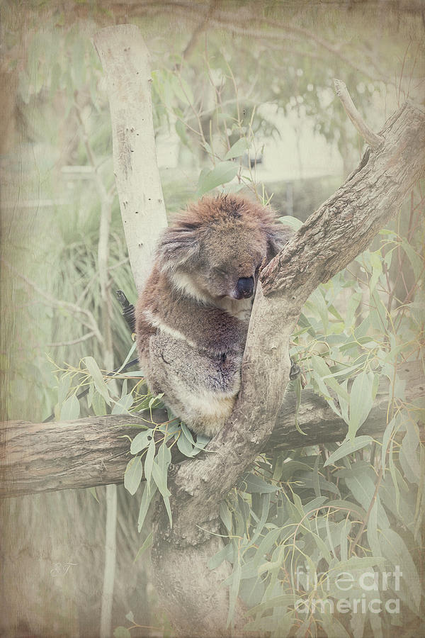 Sleepy Koala Photograph by Elaine Teague