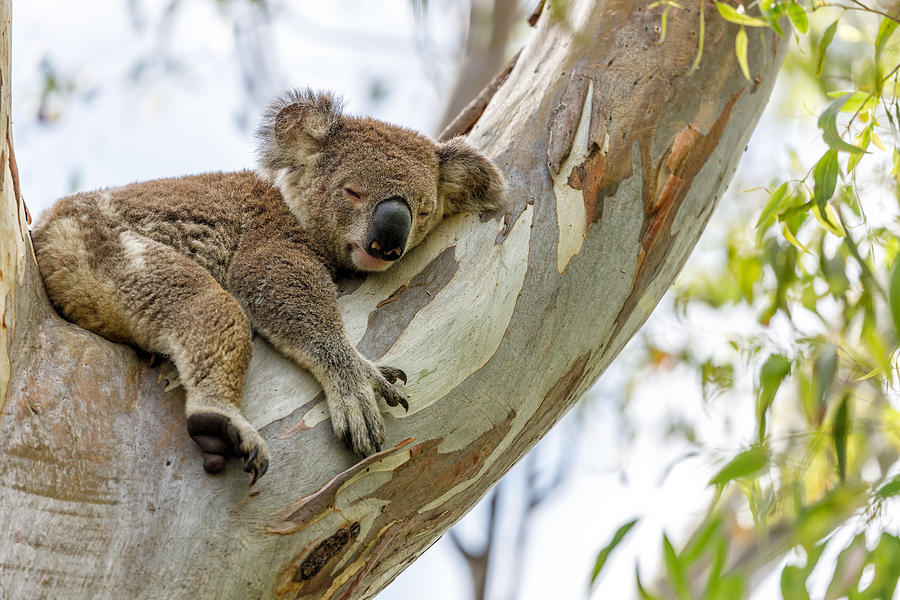 Sleepy koala in a eucalyptus tree on a sunny morning. Photograph by Lianne B Loach