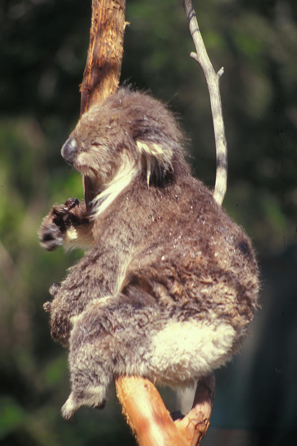 Sleepy Koala Photograph by Jerry Griffin