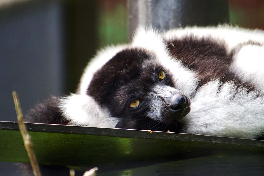 Sleepy Lemur Photograph By George Melin Fine Art America