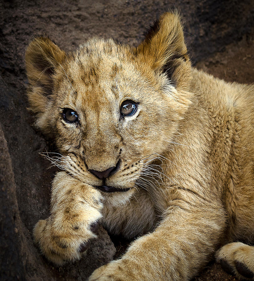 Sleepy Lion Cub Photograph by Linda Villers