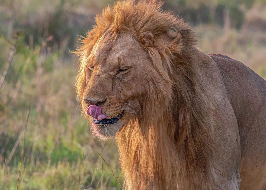 Disgruntled Lion, Maasai Mara Photograph by Marcy Wielfaert