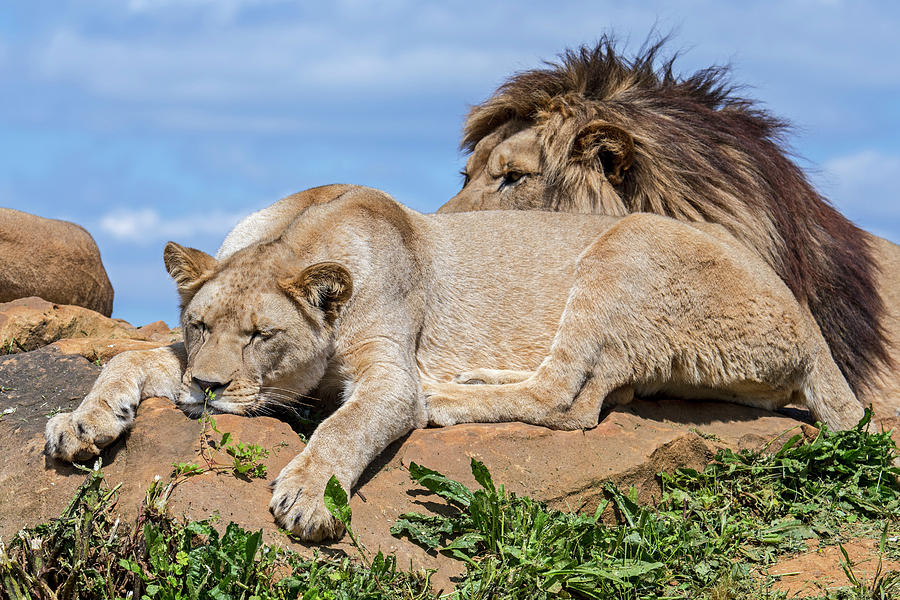 Sleepy Lions Photograph by Arterra Picture Library Fine Art America