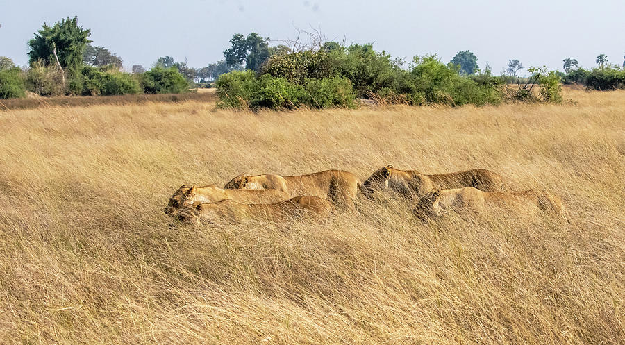 Sleepy lions, not. Photograph by ROAR AFRICA by Rockford Draper