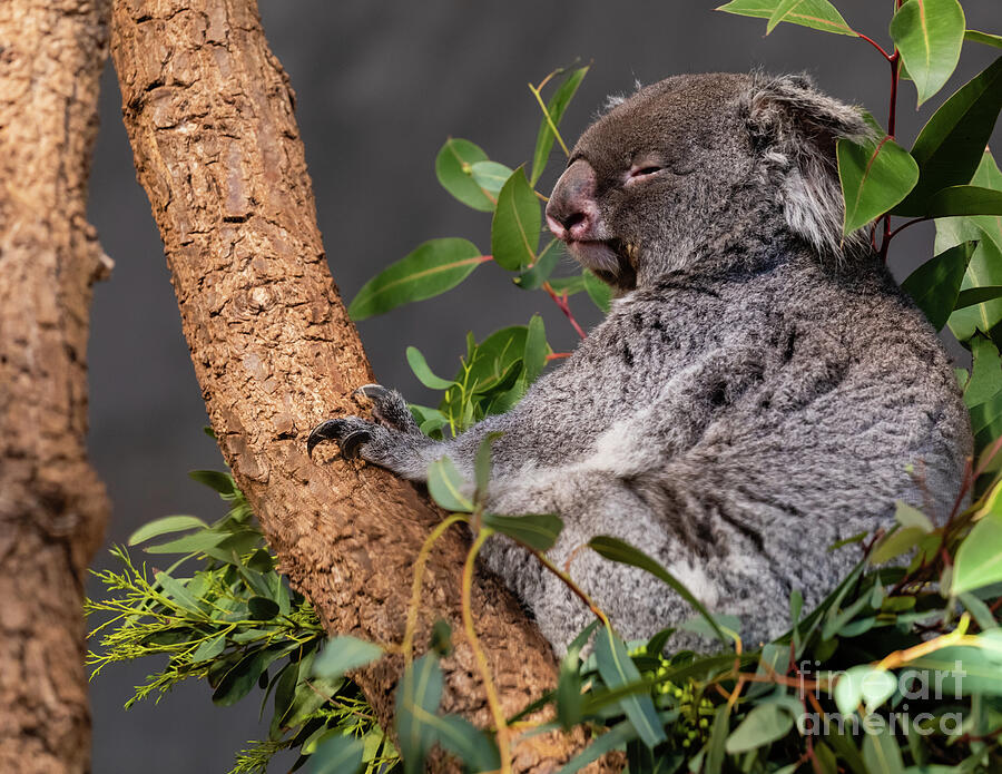 Sleepy little koala Photograph by Lyl Dil Creations