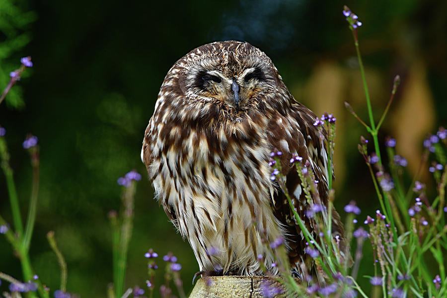 Sleepy Little Owl Photograph by Pamela Walton | Fine Art America