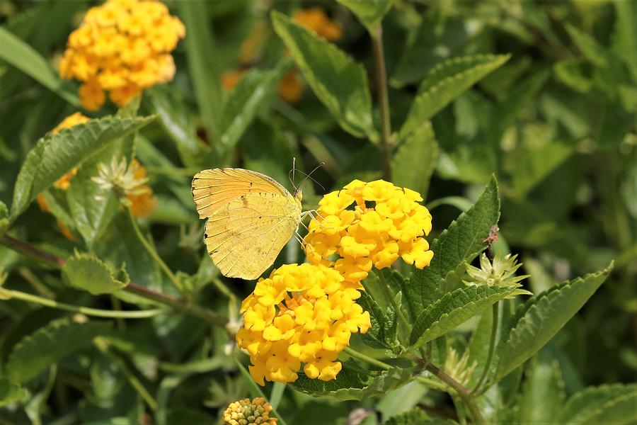 Sleepy Orange Butterfly on Yellow Lantana Photograph by Sheila Brown