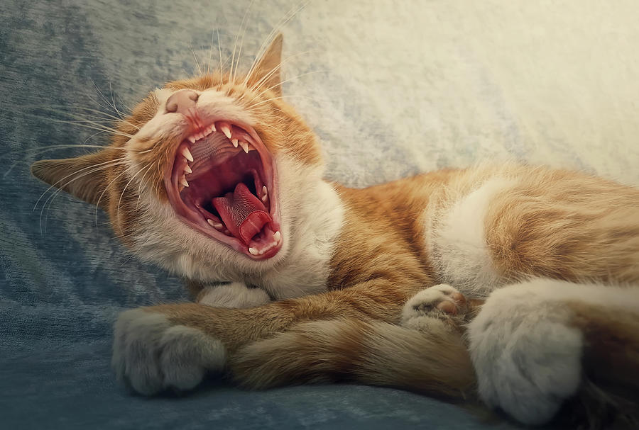 Sleepy Orange Cat Yawning Photograph by PsychoShadow ART - Fine Art America