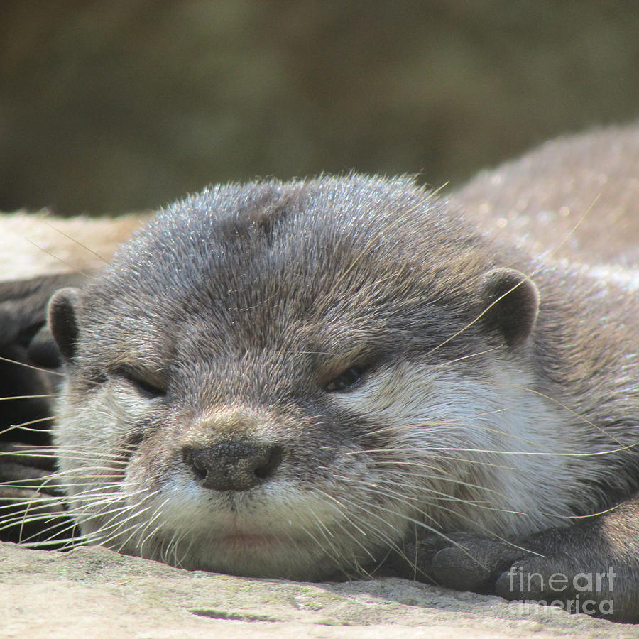 Sleepy Otter Photograph by Yvonne M Smith