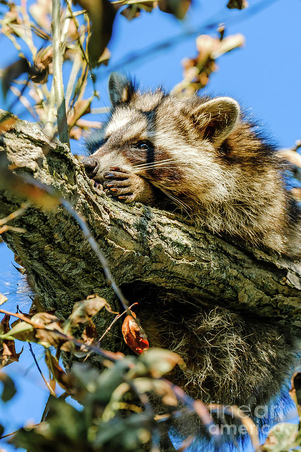 Sleepy Raccoon In A Tree Photograph by Stephen Geisel