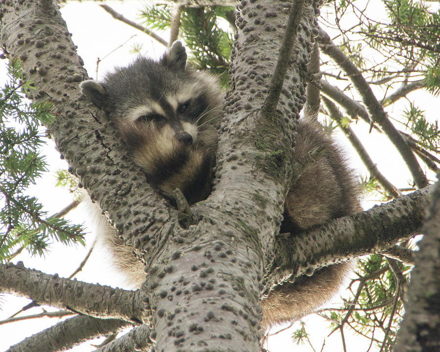 Sleepy Raccoon Photograph by Marilyn Wilson