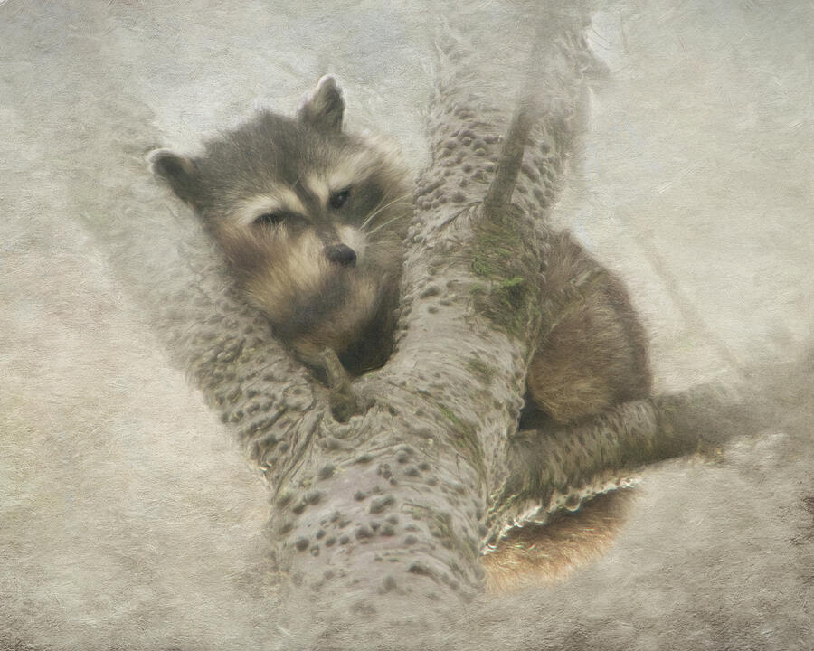 Sleepy Raccoon - painted Digital Art by Marilyn Wilson