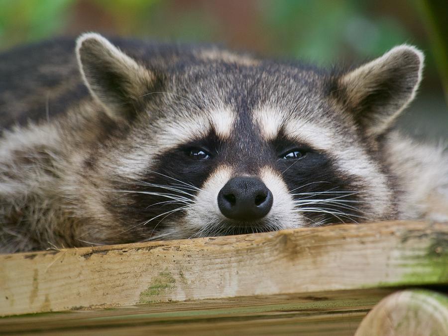 racoon