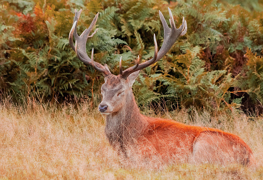 Sleepy Red Deer Photograph by Angela Carrion Photography