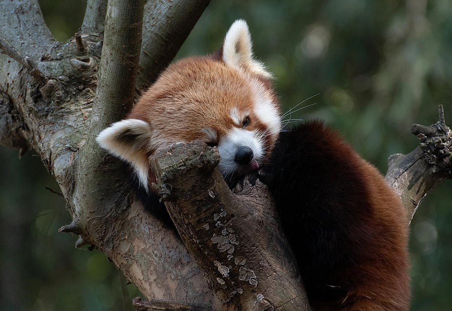 Sleepy Red Panda Photograph by Fraida Gutovich - Fine Art America