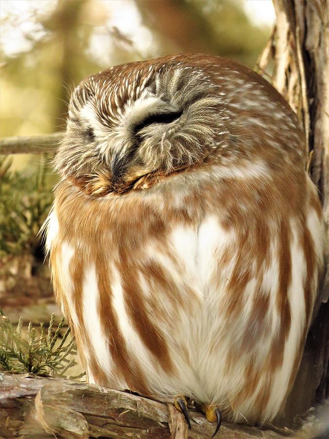 Sleepy Saw Whet Owl  Photograph by Lori Frisch