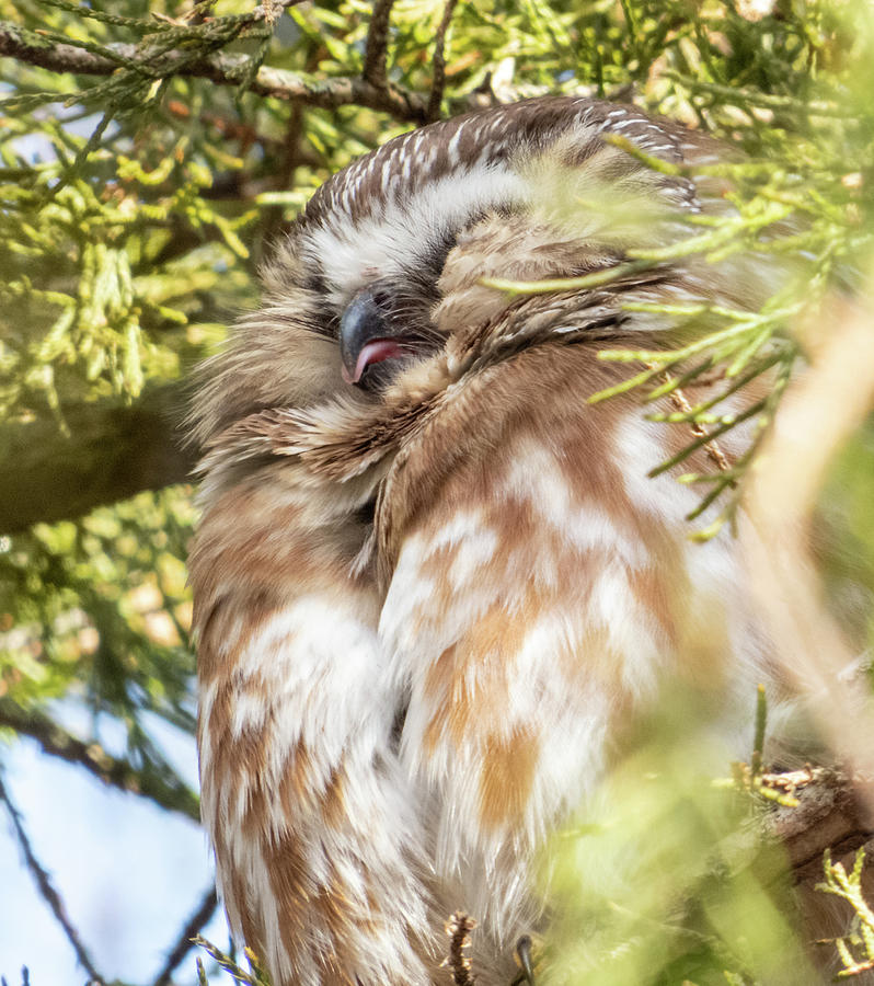 Sleepy Saw Whet Owl Sticking Out His Tongue Photograph by Deb Fedeler ...