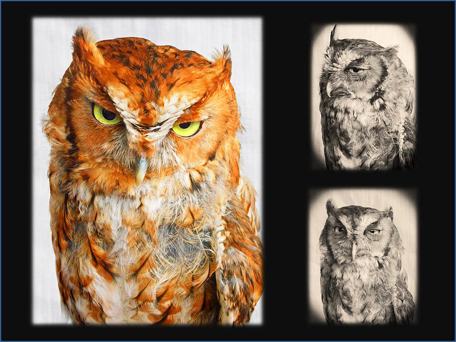 Sleepy Screech Owl Montage Photograph by Emmy Marie Vickers