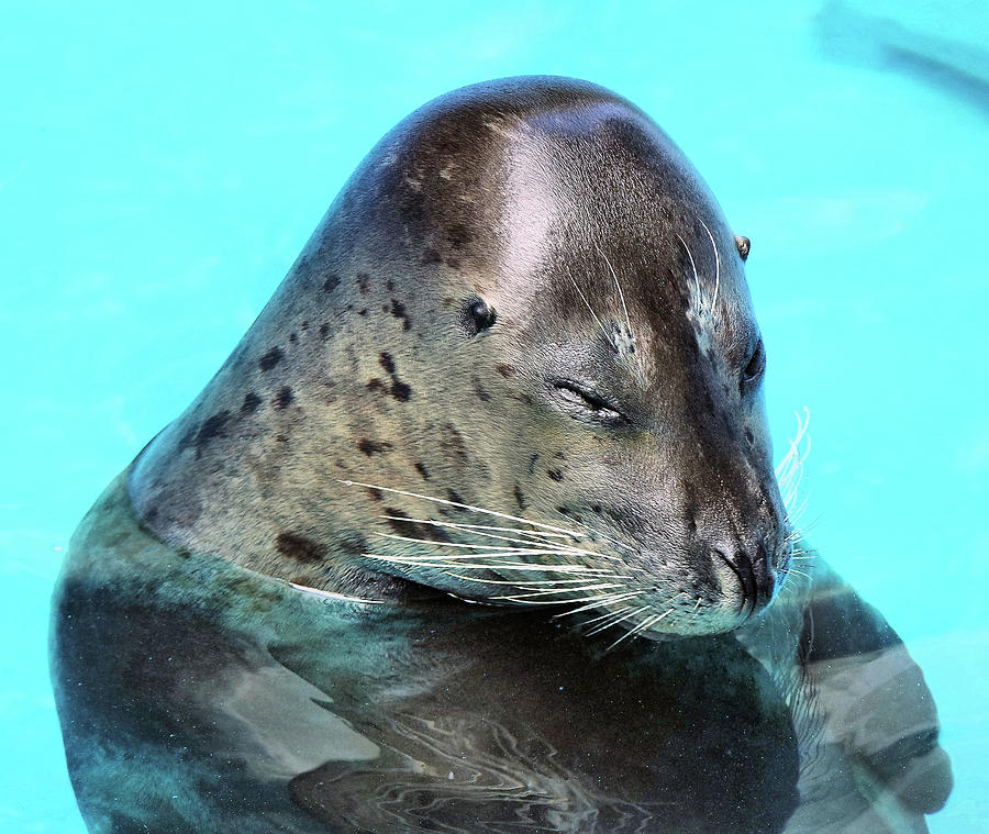 chonky sleepy seal