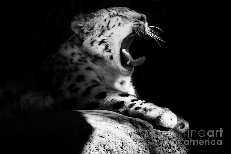 Sleepy Snow Leopard Photograph by Ruth Jolly