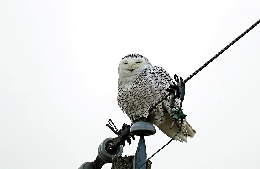 Sleepy Snowy Owl Photograph by Debbie Oppermann