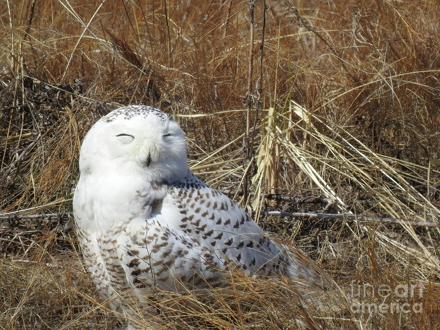 Sleepy Snowy Owl Photograph by Eunice Miller