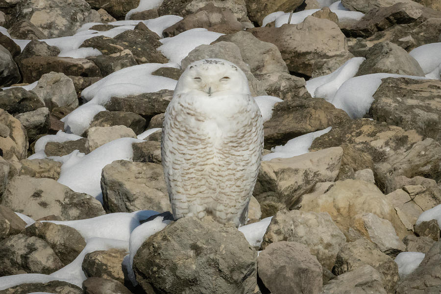 Sleepy Snowy Owl Photograph by Jack R Perry