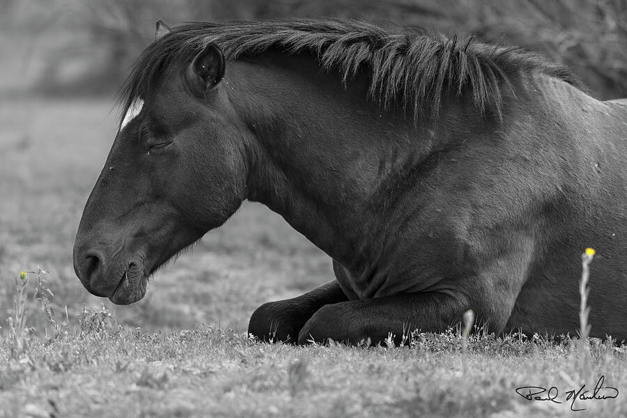 Sleepy Stallion. Photograph by Paul Martin