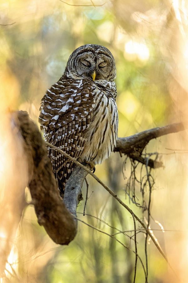 Sleepy Sunrise Owl Photograph by David Eppley