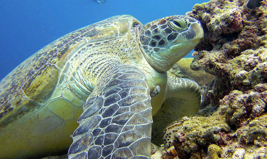 Sleepy Turtle Photograph by Paul Ranky - Fine Art America