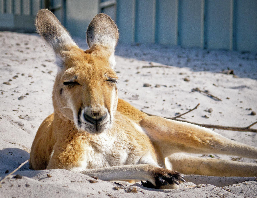 Sleepy Wallaby, Australia Photograph by David Morehead