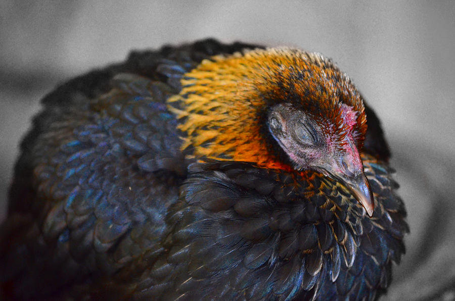 Sleepy Young Hen Photograph by Ally White