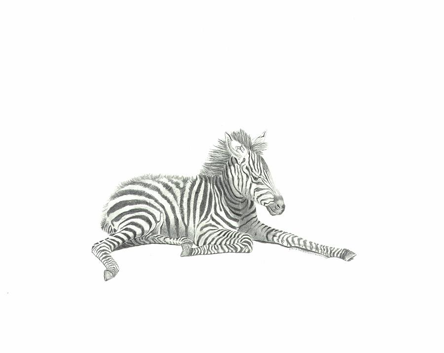 Sleeping Zebra Foal Drawing By Paula Anastasi Buehler Pixels