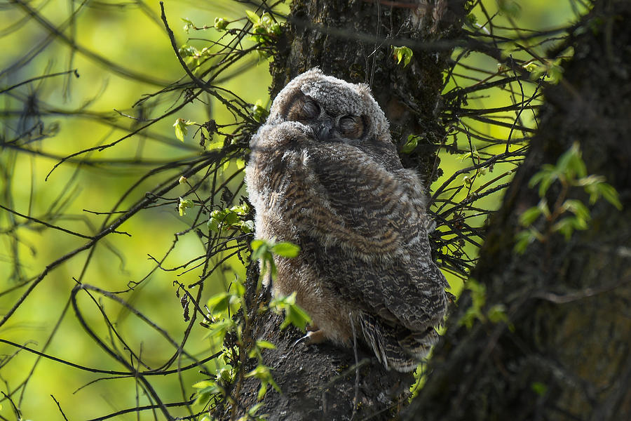 Sleepytime Owlet Photograph by Joy McAdams