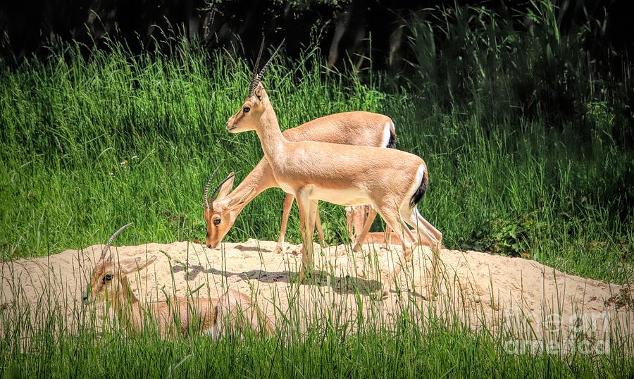 Slender Horn Gazelles Photograph by Karen Silvestri