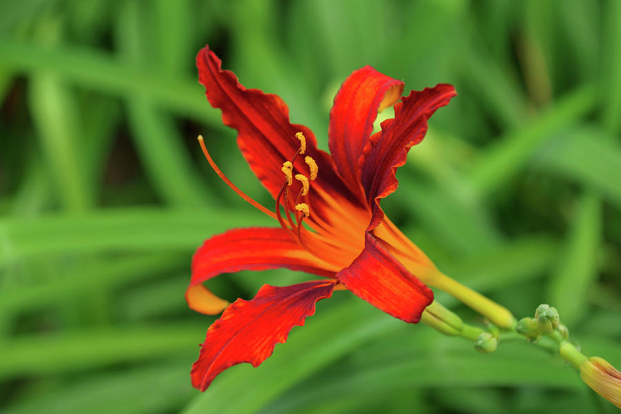 Slender Scarlet Beauty - One Boldly Colored Daylily Bloom Photograph by Georgia Mizuleva