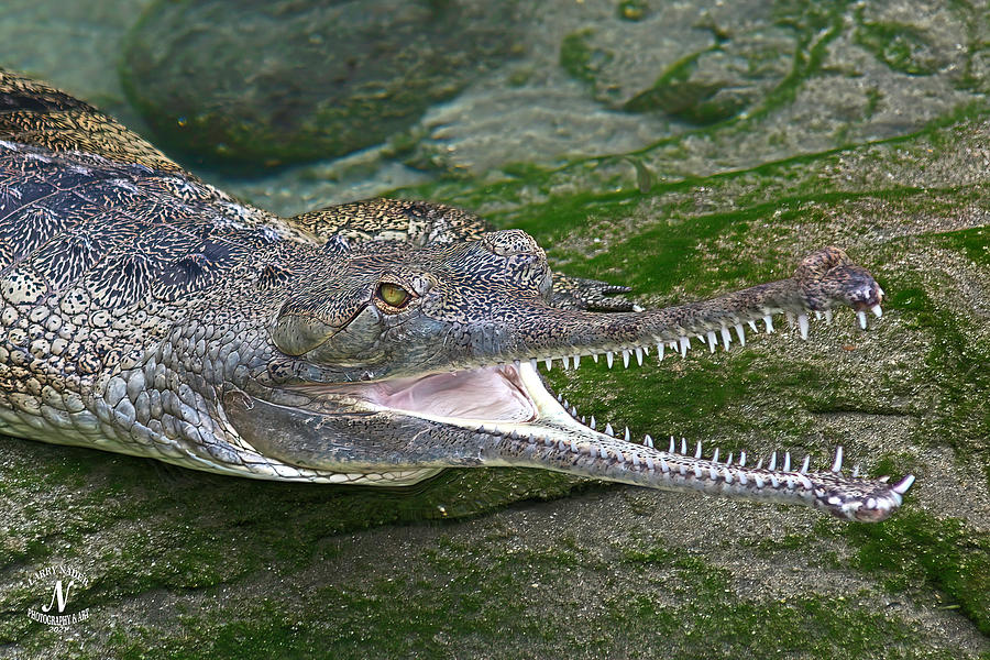 Slender-Snouted Crocodile Photograph by Larry Nader